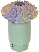 Succulent Garden Solar Light up Pool Chlorinator